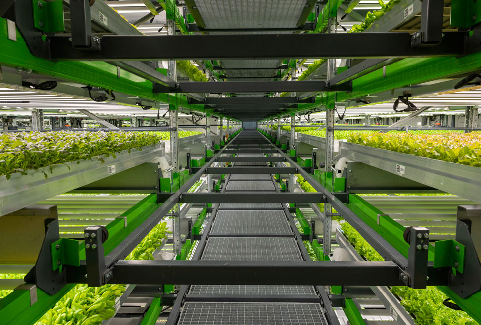 Las granjas verticales han cobrado vida durante la última década, gracias a los avances en las luces LED.