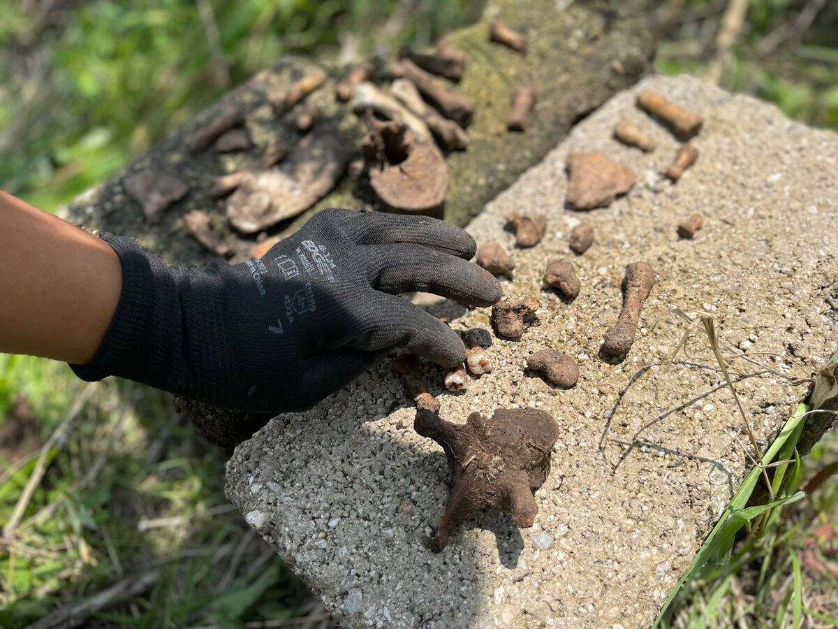 Localizaron restos óseos, de los cuales destacaron dos molares. (Karla Rodríguez)