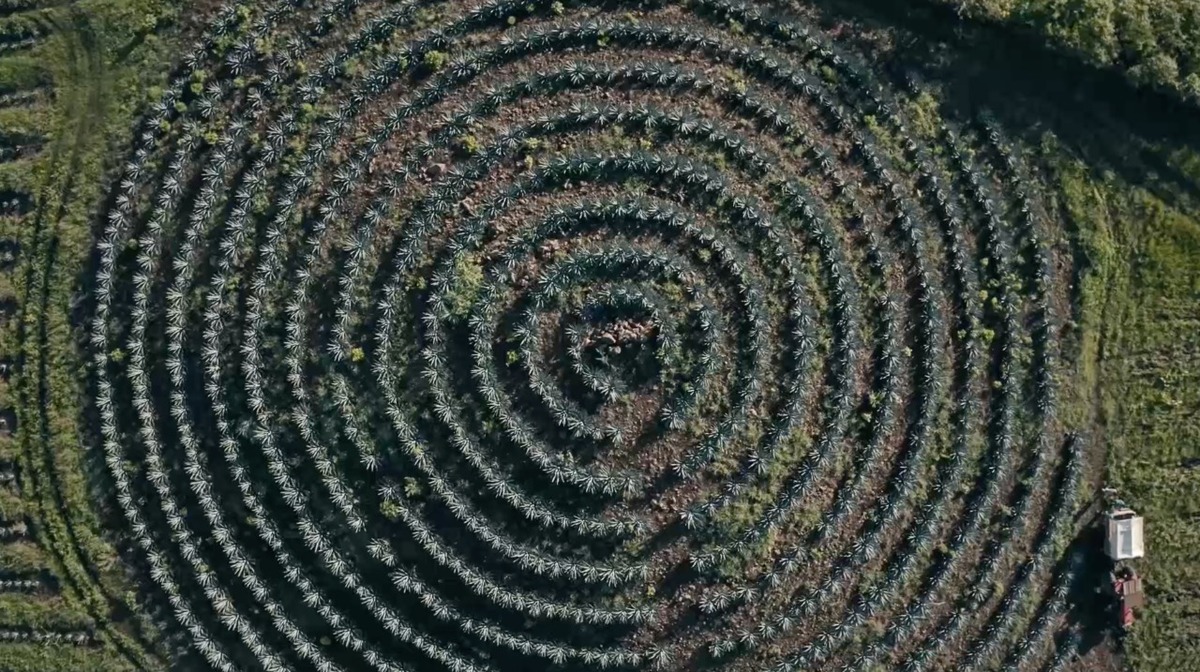 Paisaje Agavero de Jalisco. (CORTESÍA)
