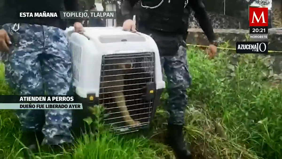 Ingresan a predio en Topilejo para rescatar a perros atrapados