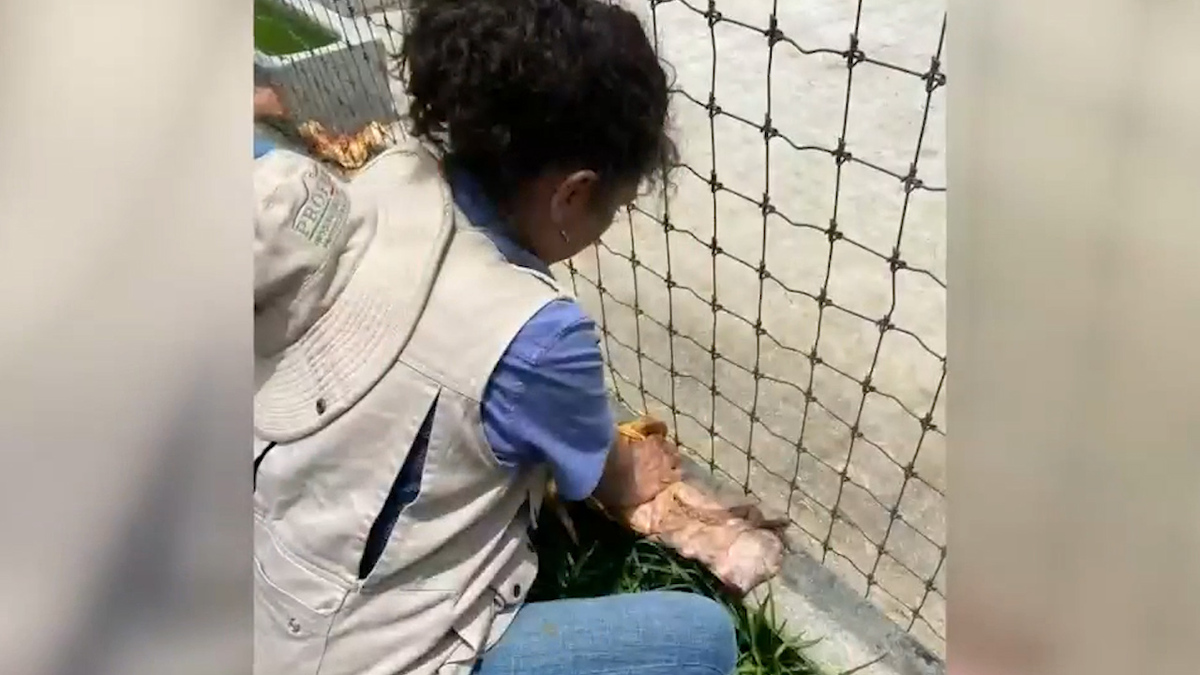 Inspección para traslado de felino en Ajusco