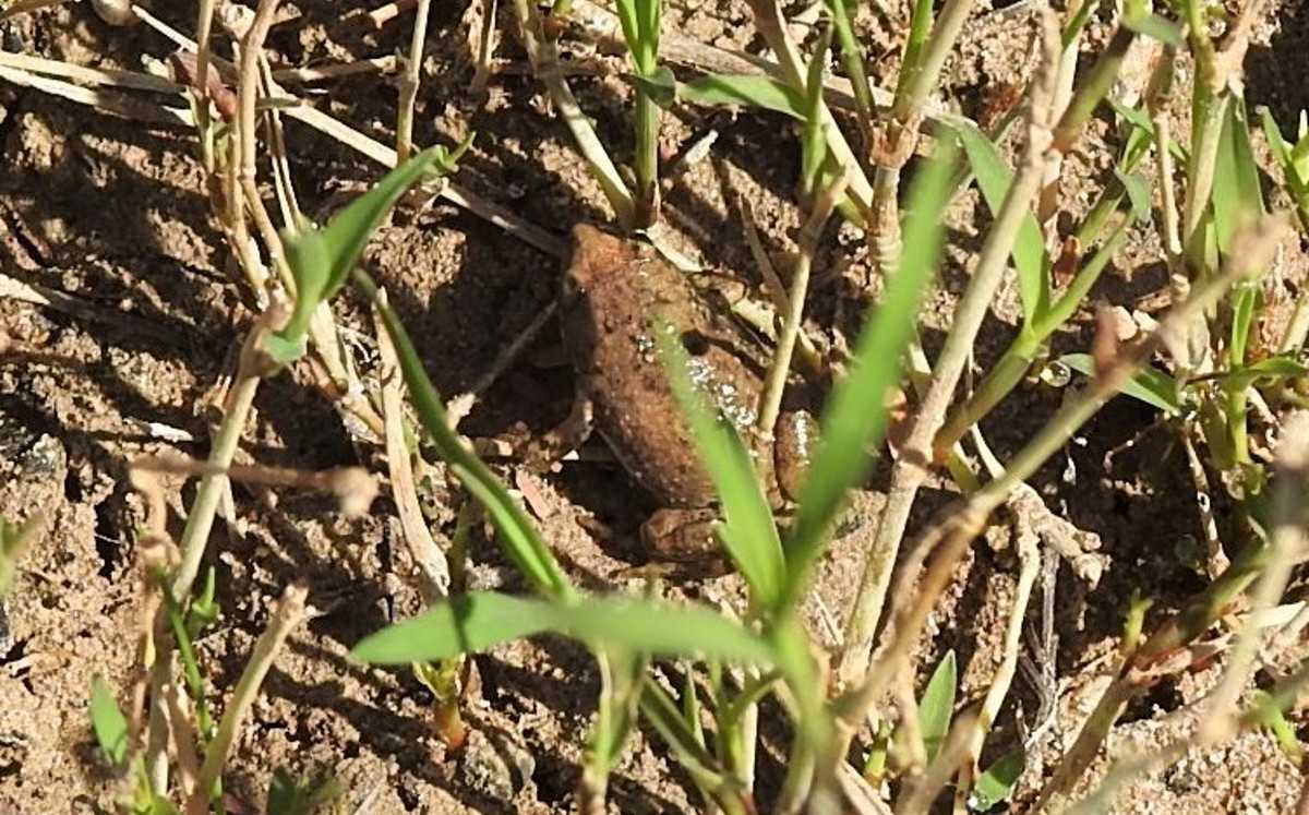 sapo boca angosta olivacea