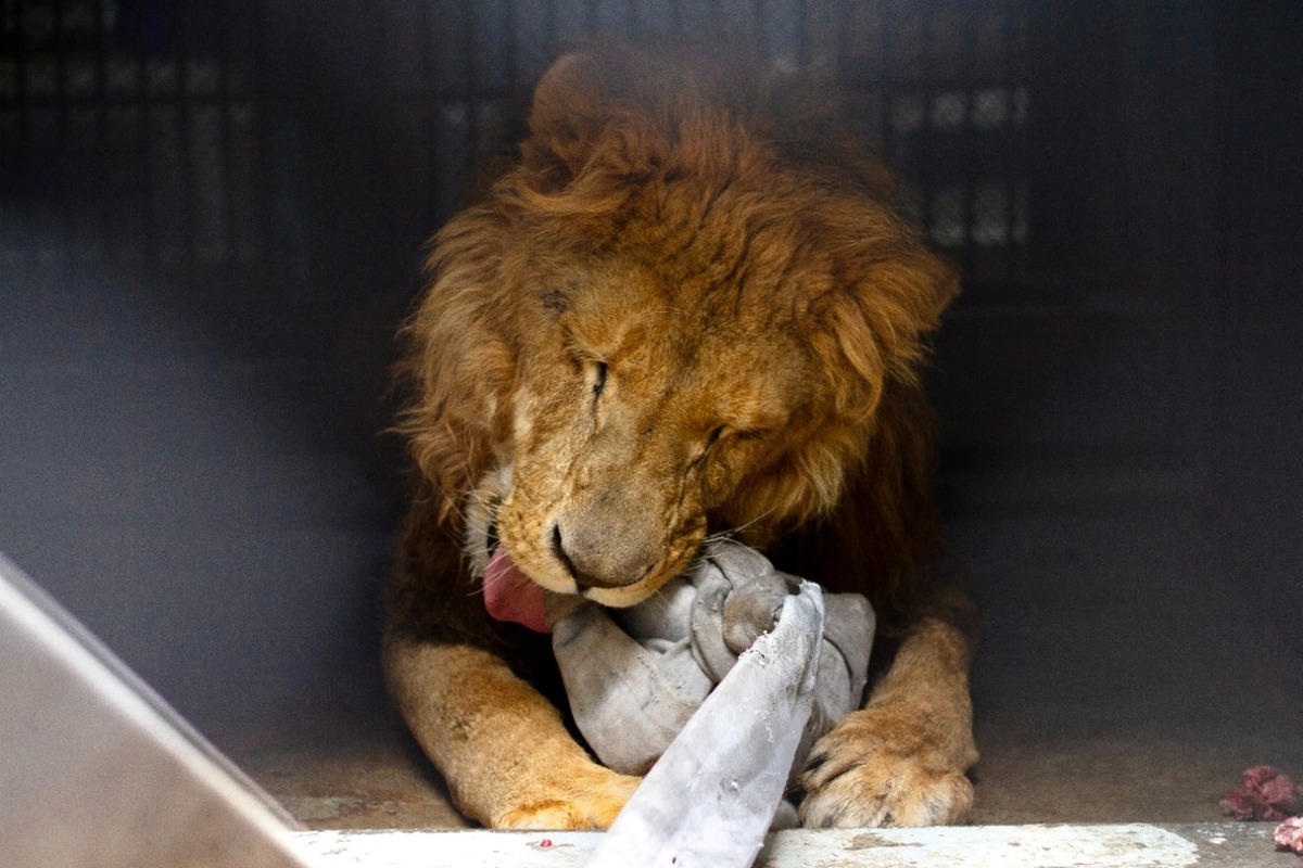 felinos rescatados en santuario