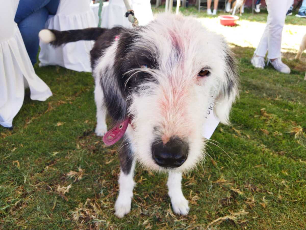 El objetivo de croquetón es ayudar a perros en situación de calle (Elizabeth Hernández)