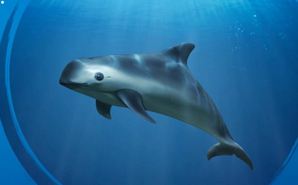 Día Mundial de la Vaquita Marina
