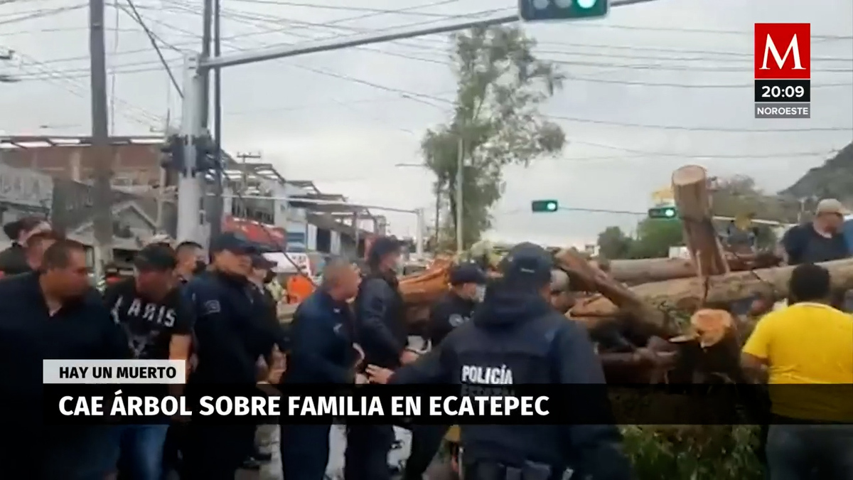 En Ecatepec, árbol aplasta automóvil; hay un muerto