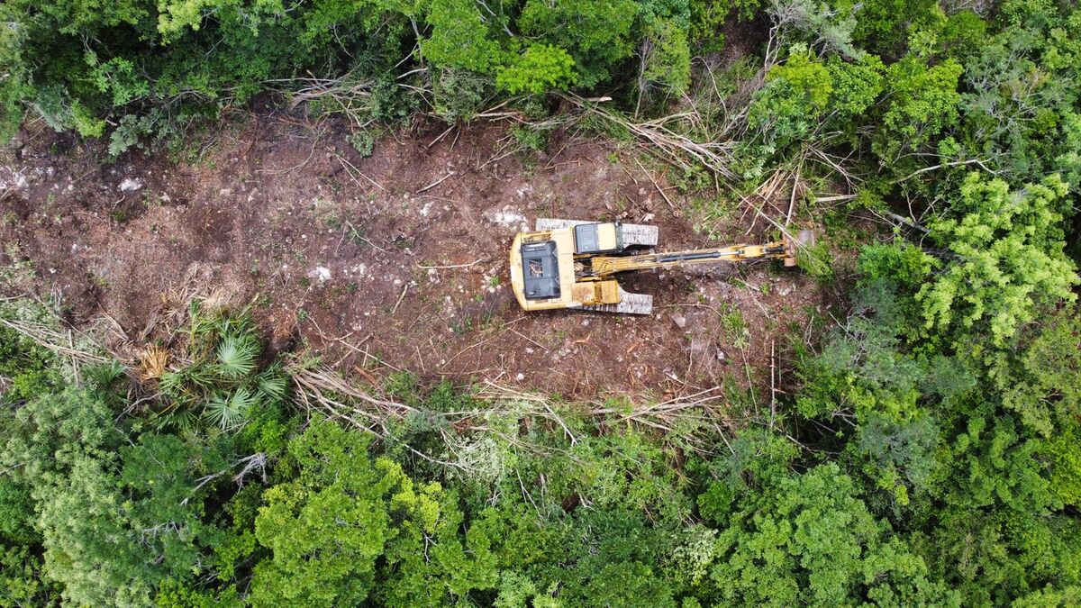 Greenpeace denuncia que Fonatur continúa con trabajos de maquinaria pesada en el Tramo 5 del Tren Maya