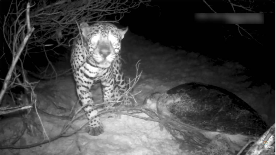 Jaguares depredan tortugas marinas en Sian Ka'an | Youtube CONANP mx