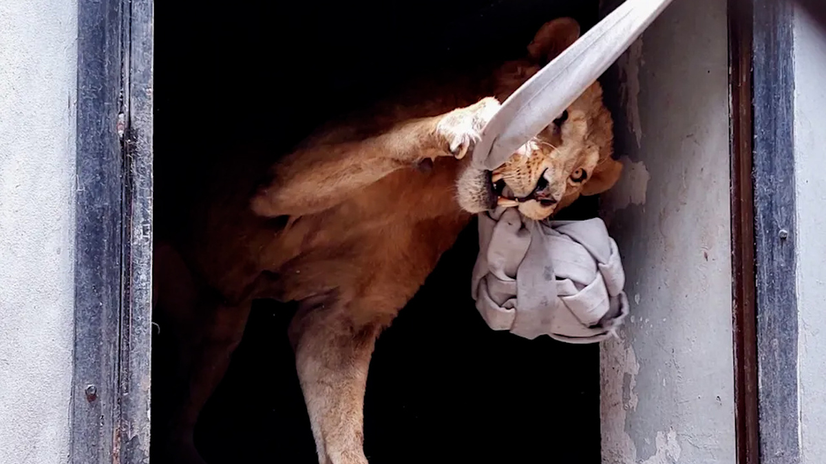 Serena ofrece apoyo para felinos rescatados de Ajusco