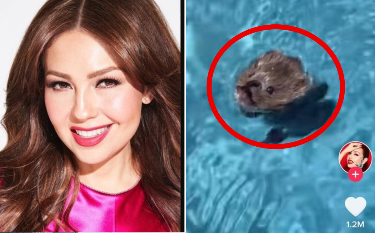 Thalía salvó a un ratón que se ahogaba en piscina; video viral | ESPECIAL