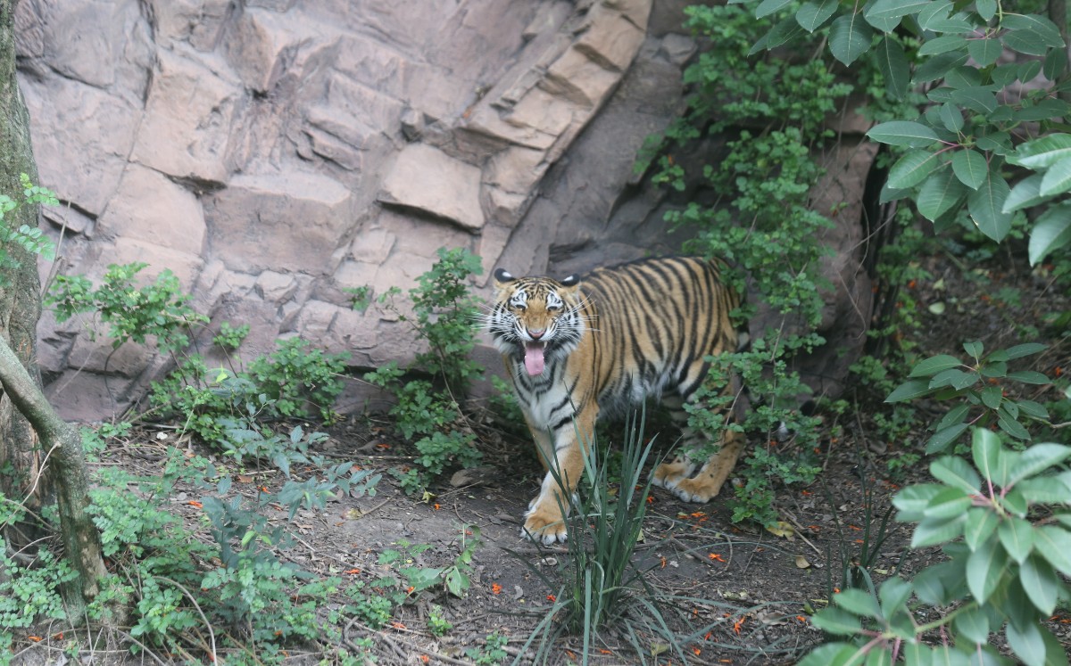 Tigre Chimalhuacán