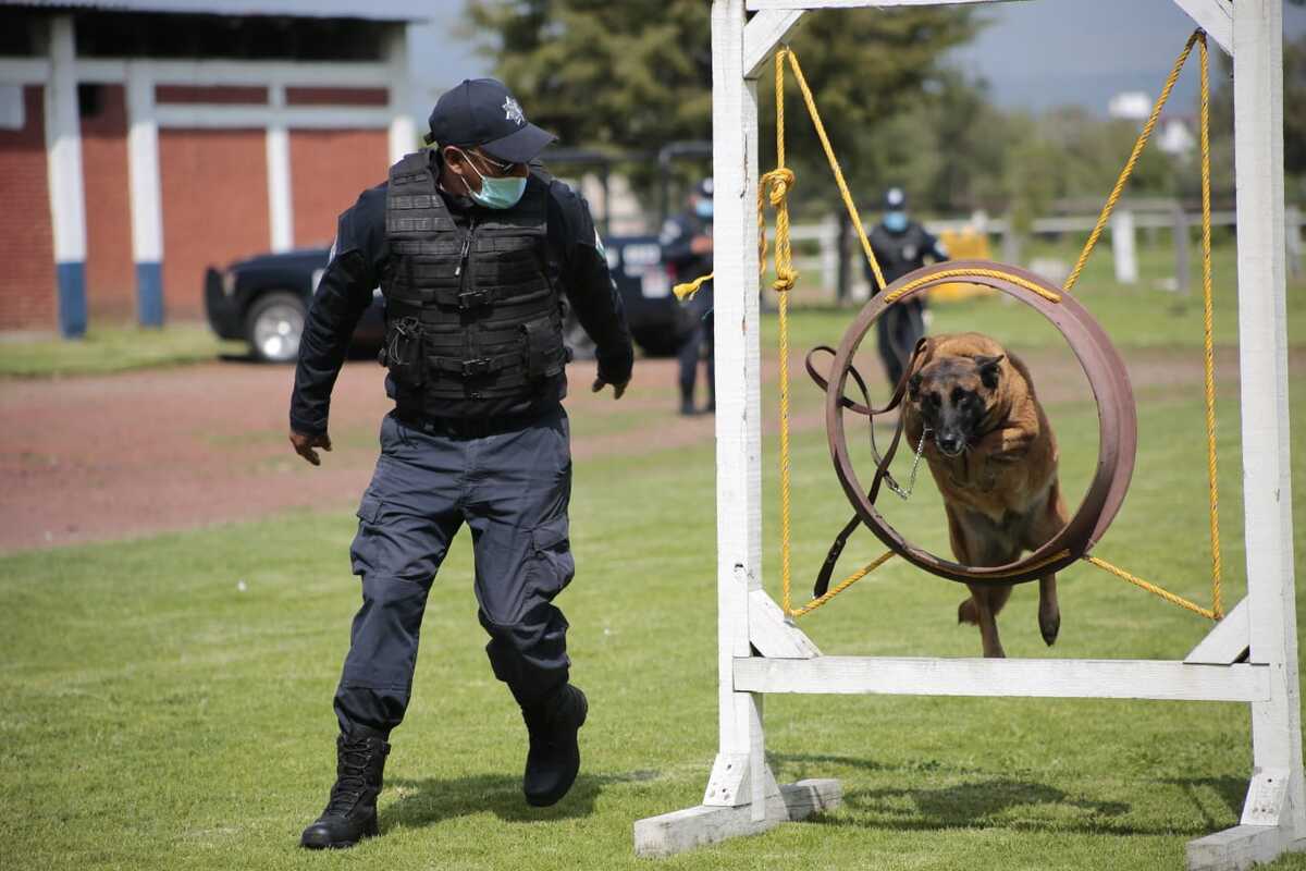 "Los binomios caninos fungen un papel importante en los operativos de la SSEM" | Tania Contreras.
