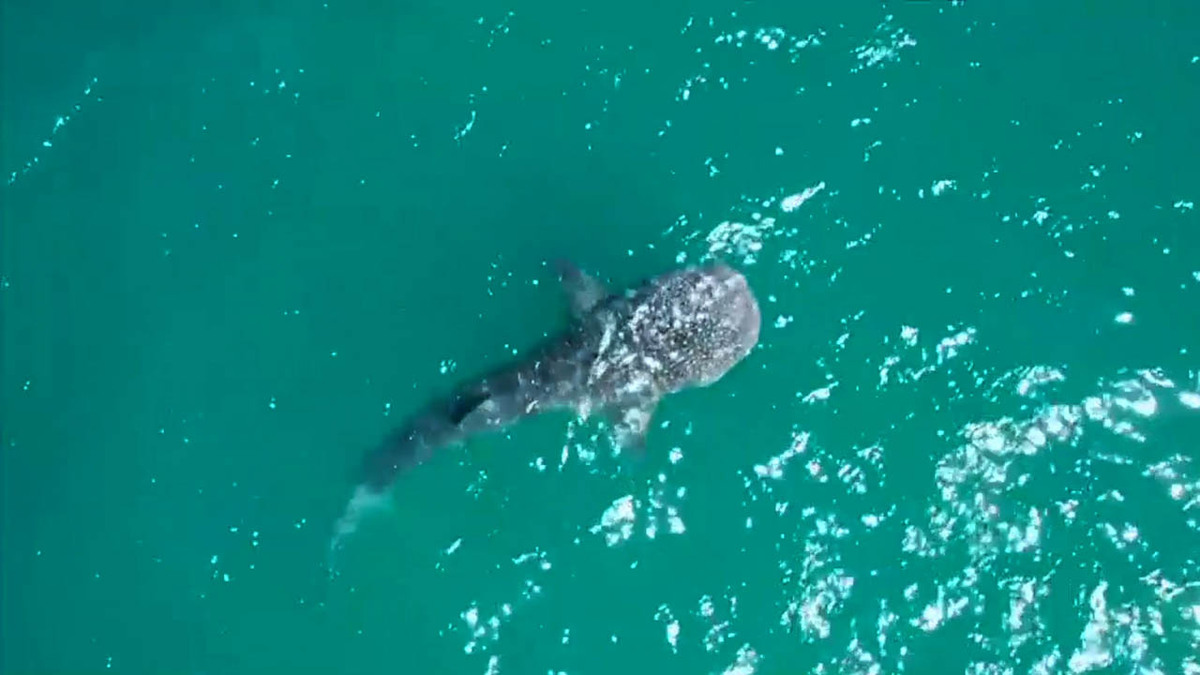 El tiburón ballena, el pez más grande del mundo