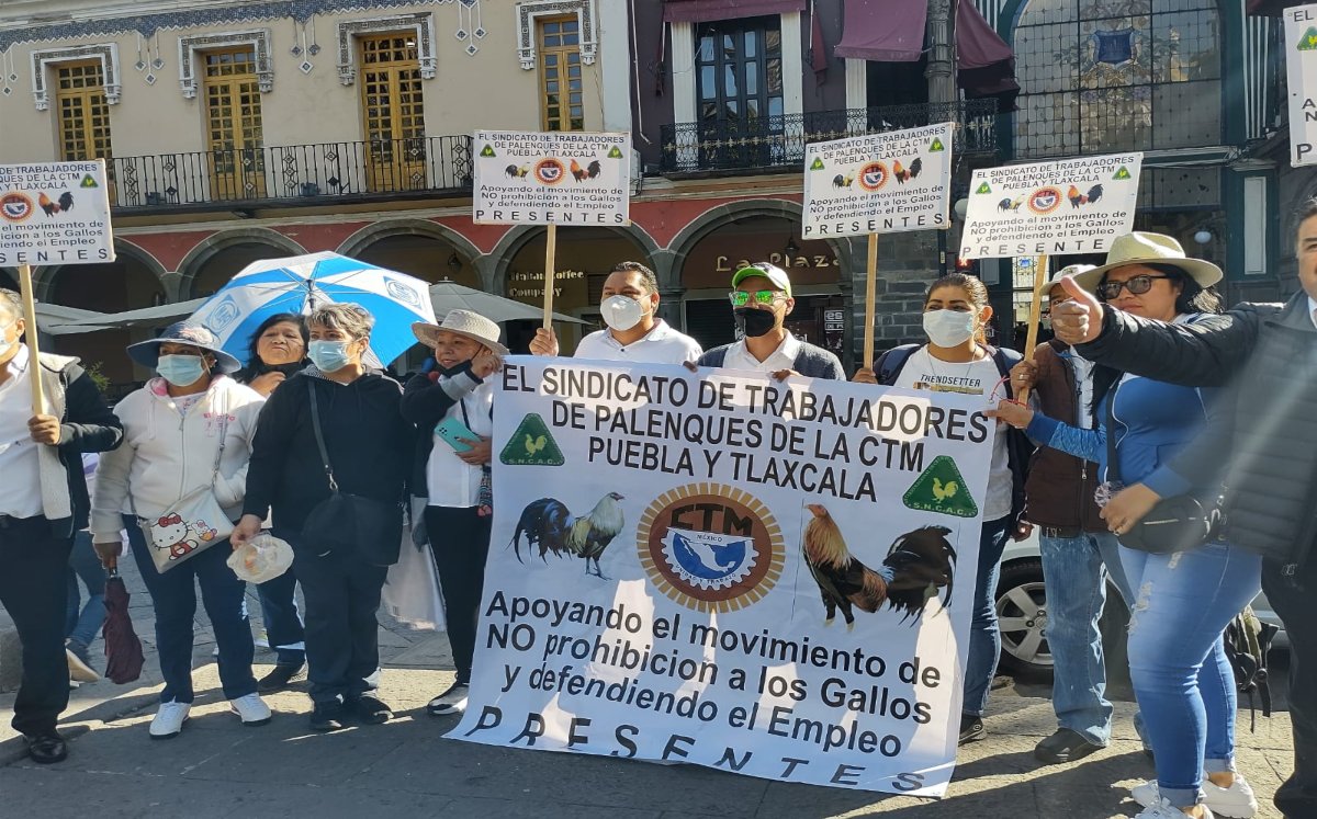 Manifestantes rechazan prohibir las peleas de gallos en Puebla | Angélica Tenahua
