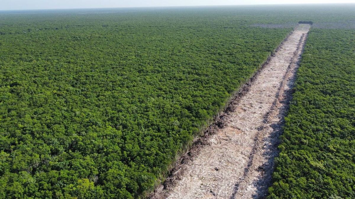 Tramo 5 del Tren Maya siempre se ha mantenido ilegal: Sélvame del Tren
