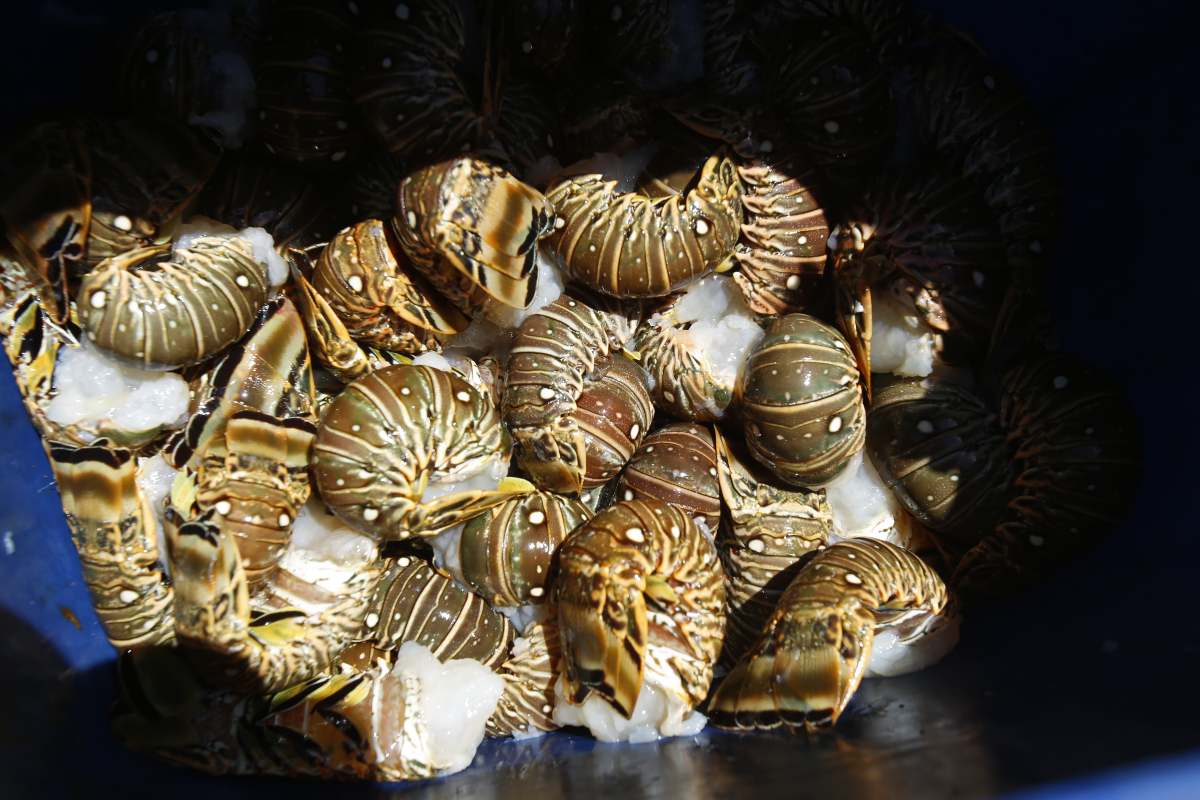 langostas