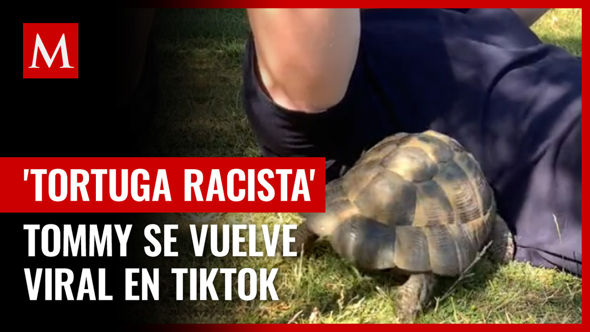 TikTok: Tortuga odia el color negro y se hace viral