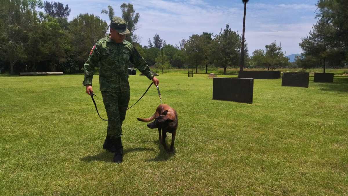 Todo el adiestramiento se basa en juegos en el que el perro se dedica a buscar