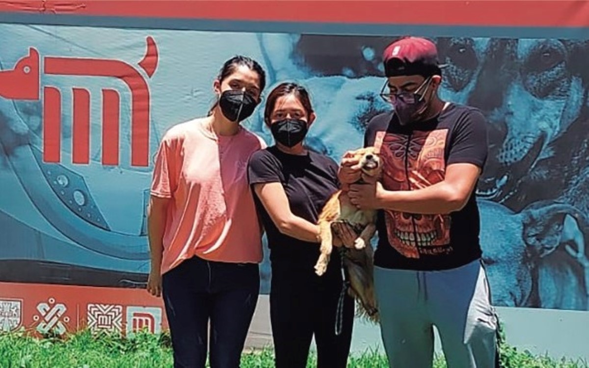 El Centro de Transferencia Canina realizará un festival de adopción. | Metro de CdMx