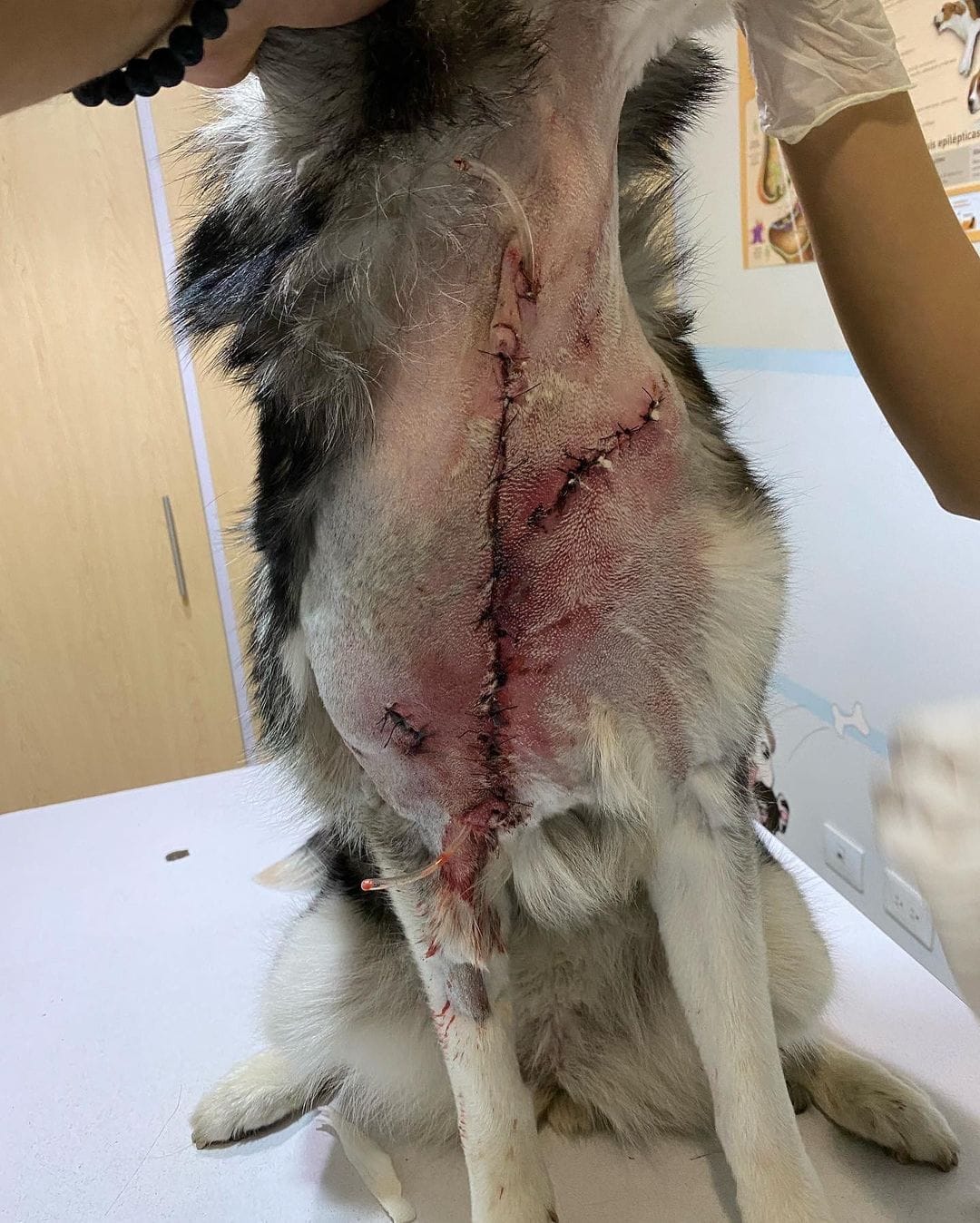 Ecko, perrita Husky lesionada | Especial