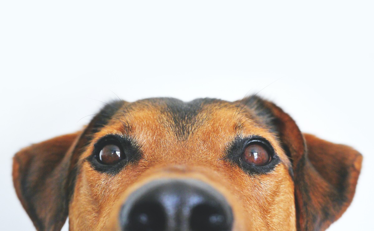 "El 21 de julio se celebra el Día Mundial del Perro".