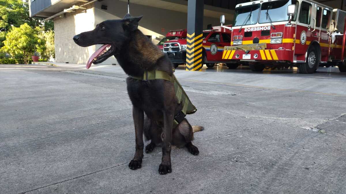 Evo forma parte del escuadrón canino en Protección Civil Jalisco (Usi Toledo)