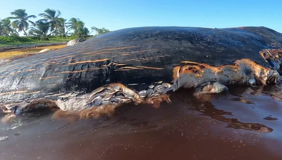 La ballena fue encontrada en Mahahual | especial