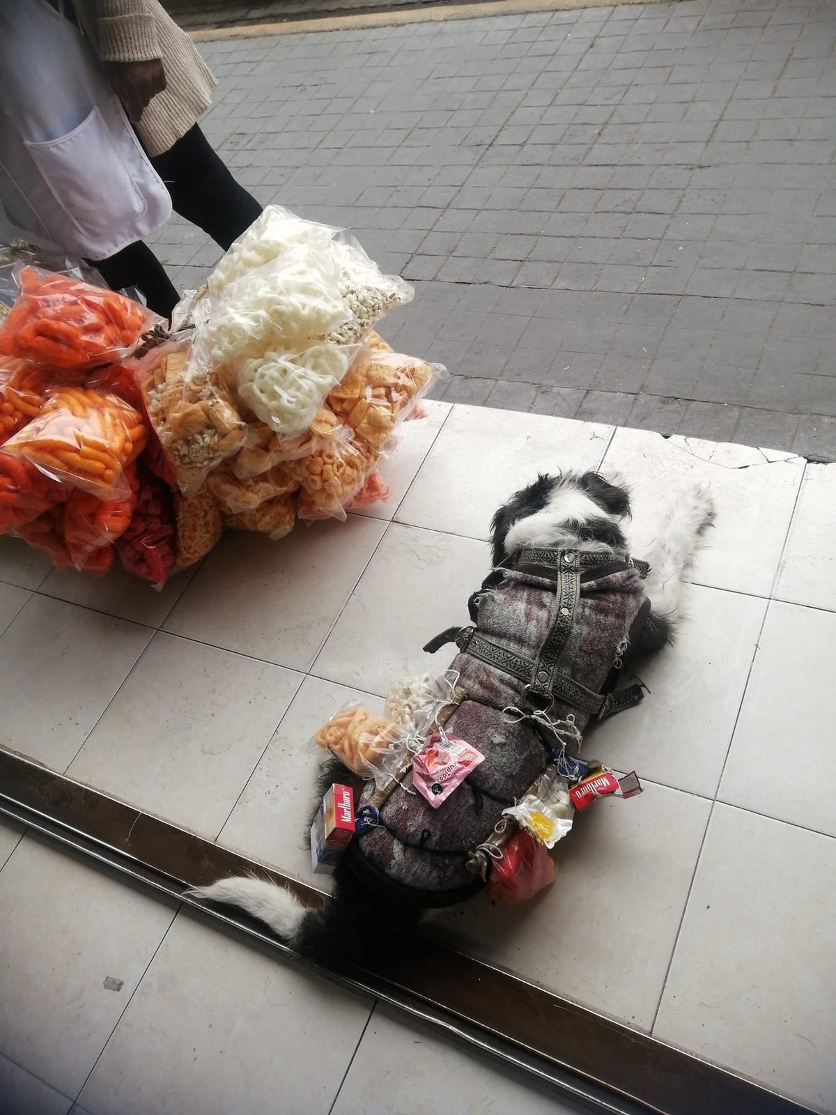 Palomo, lomito en Pachuca