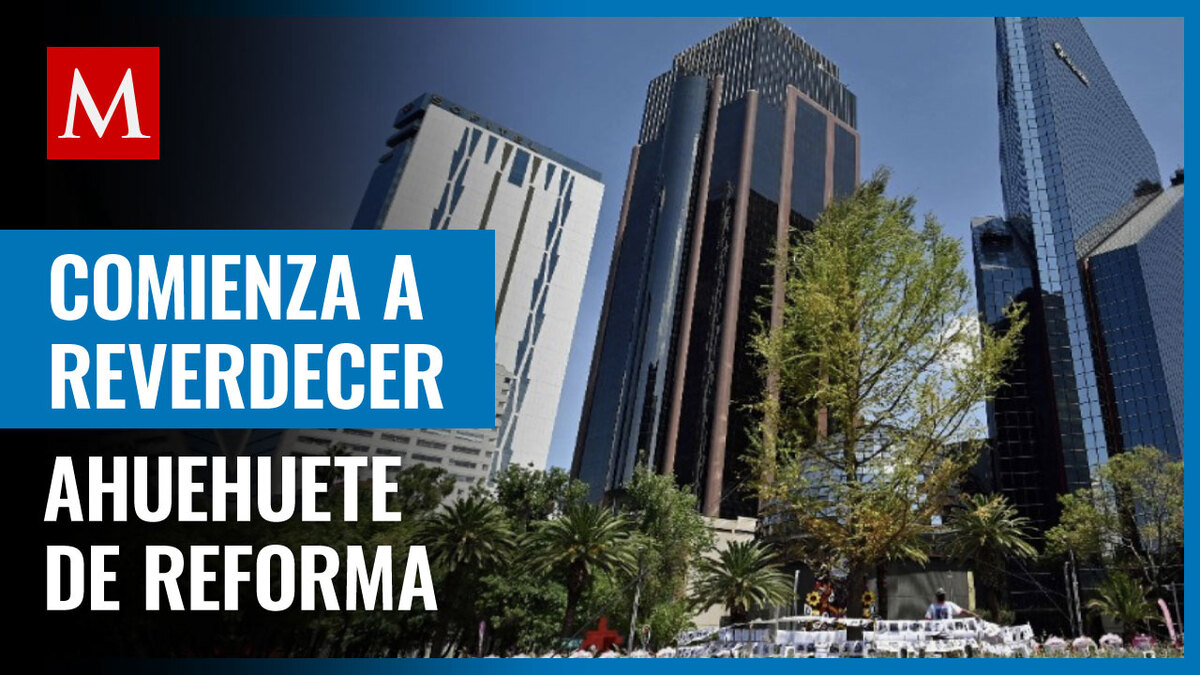 Ahuahuete de Reforma comienza a reverdecer, afirma Sedema