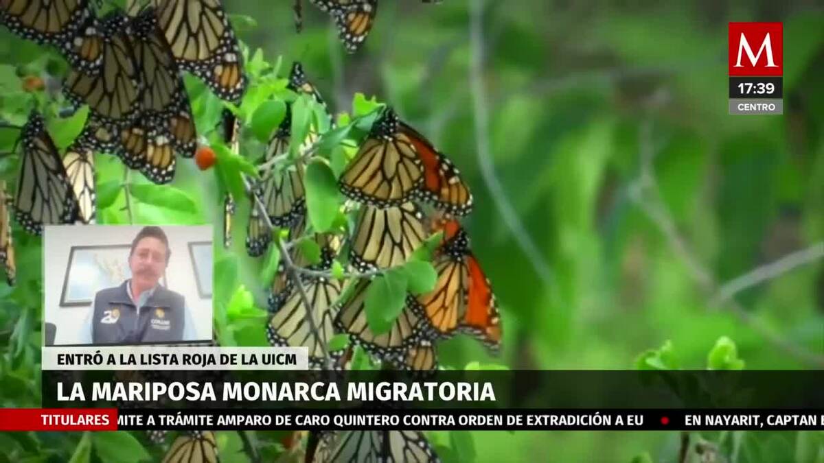 ¿Aún hay salvación para la mariposa monarca?