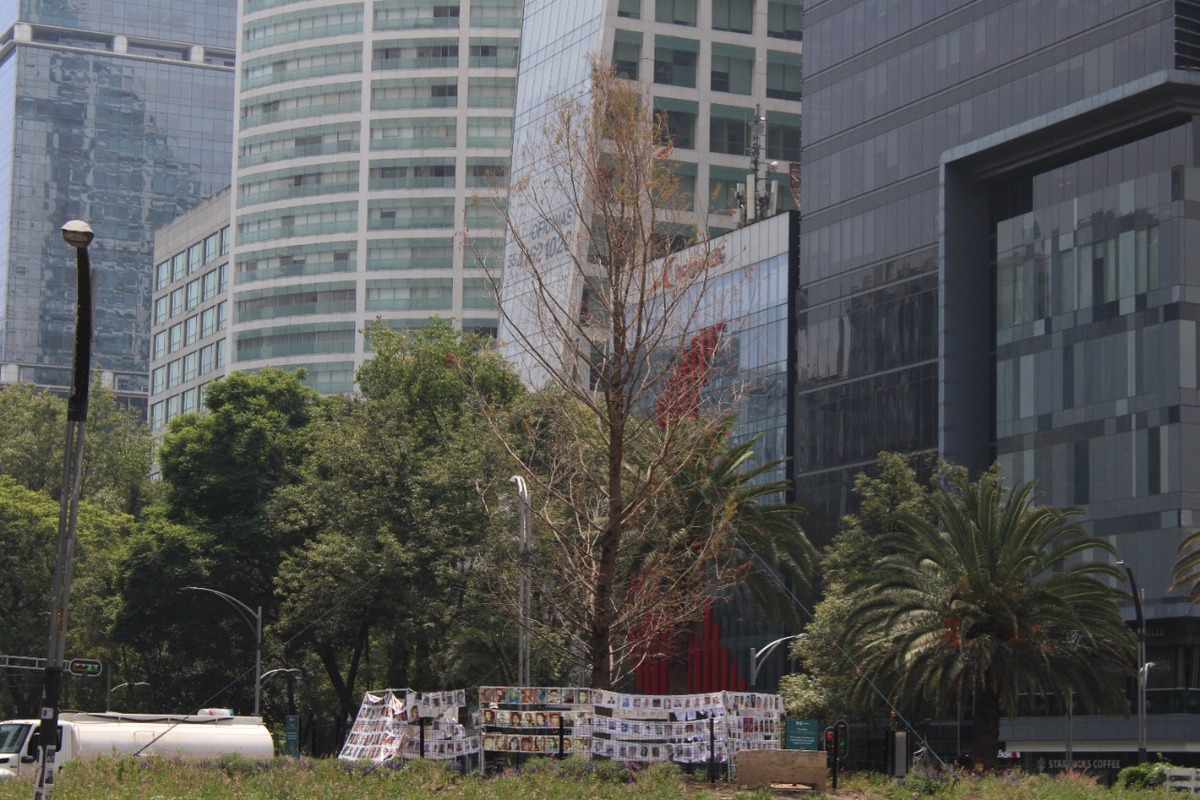 Las autoridades de la Ciudad de México aseguraron que el ahuehuete ya está reverdeciendo. (Gibrany Jazzmmeleth)