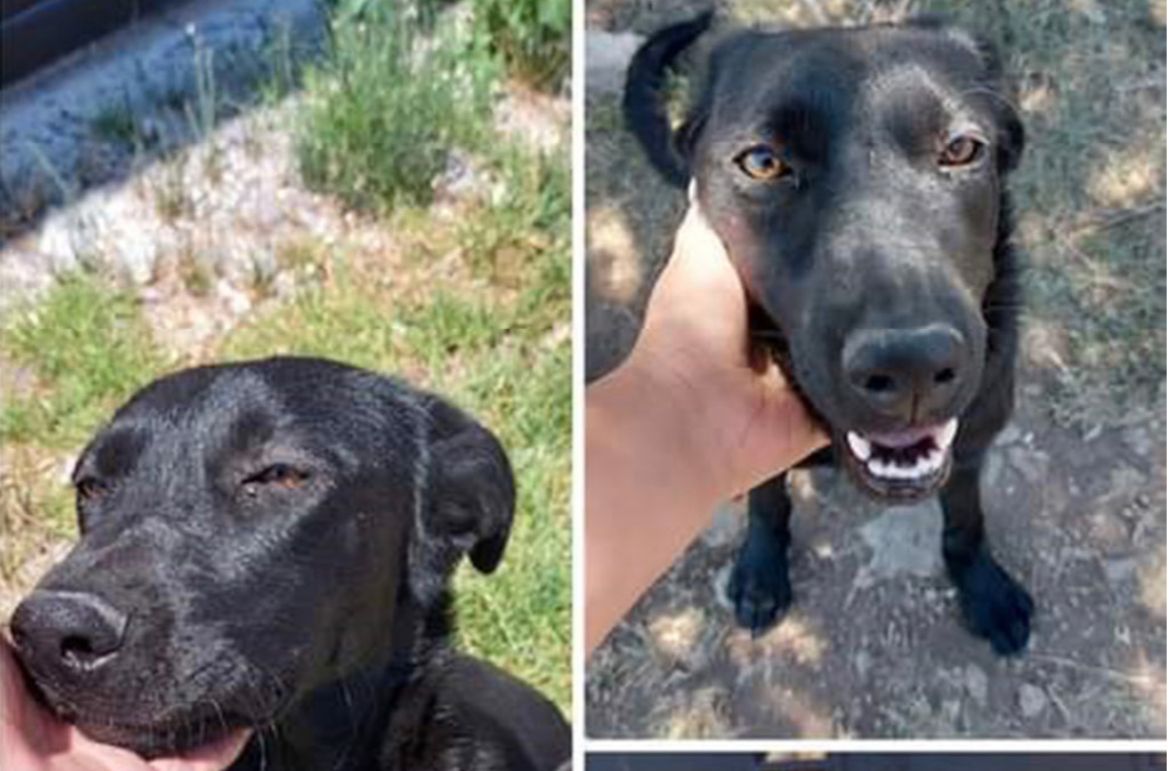 Buscan promover la adopción de perritos.