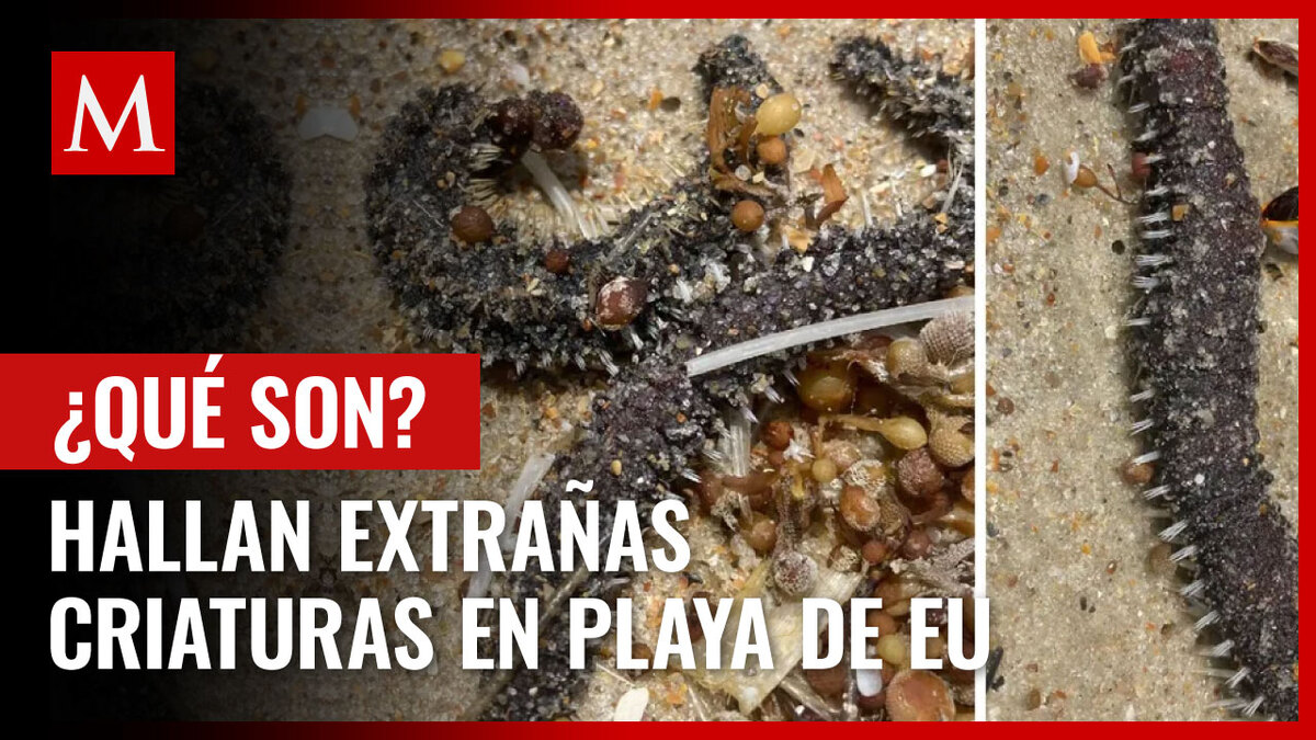 Hallan extrañas criaturas en mar de EU; tratan de identificarlas
