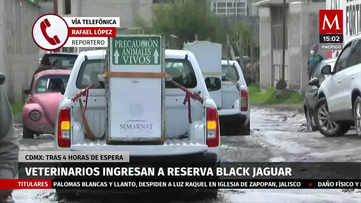 Ingresan a reserva Black Jaguar para trasladar a felinos