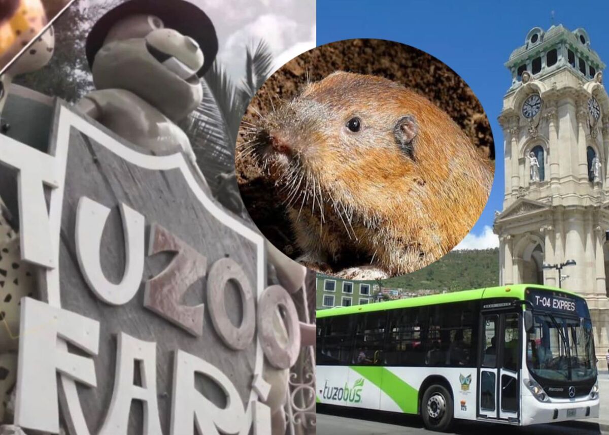 Piden que consideradas como Patrimonio Biocultural Municipal.