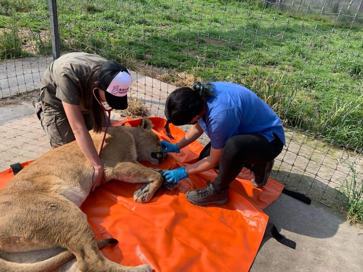 El director aseguró que en el zoológico de la capital de Michoacán cuentan con todo lo necesario para cuidar de los felinos. (Especial)