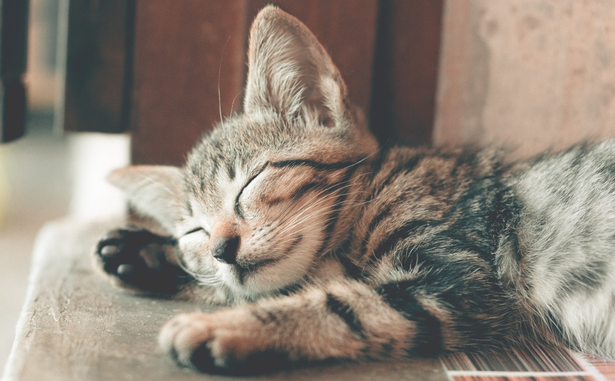 "Enfermedades graves y leves en los felinos".