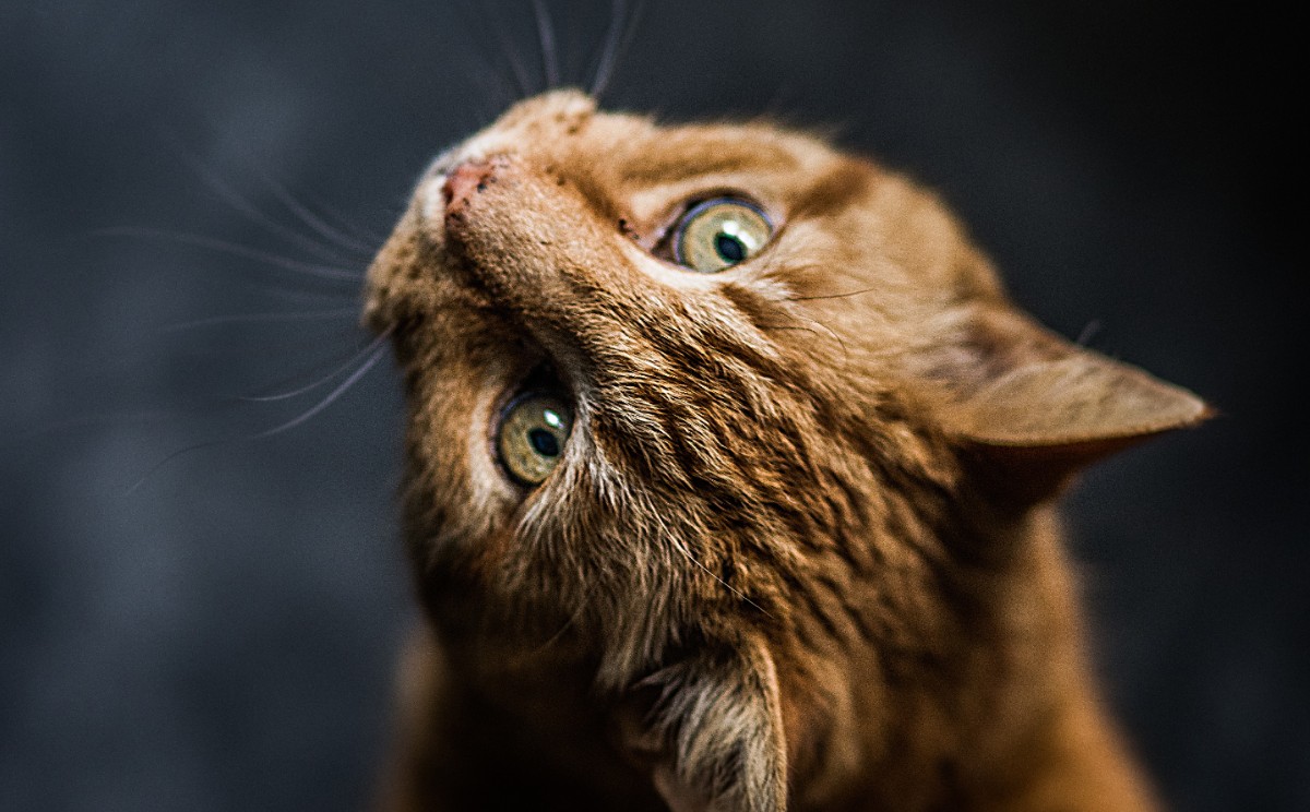 "Están diseñados para vivir en lugares cálidos con poca agua".