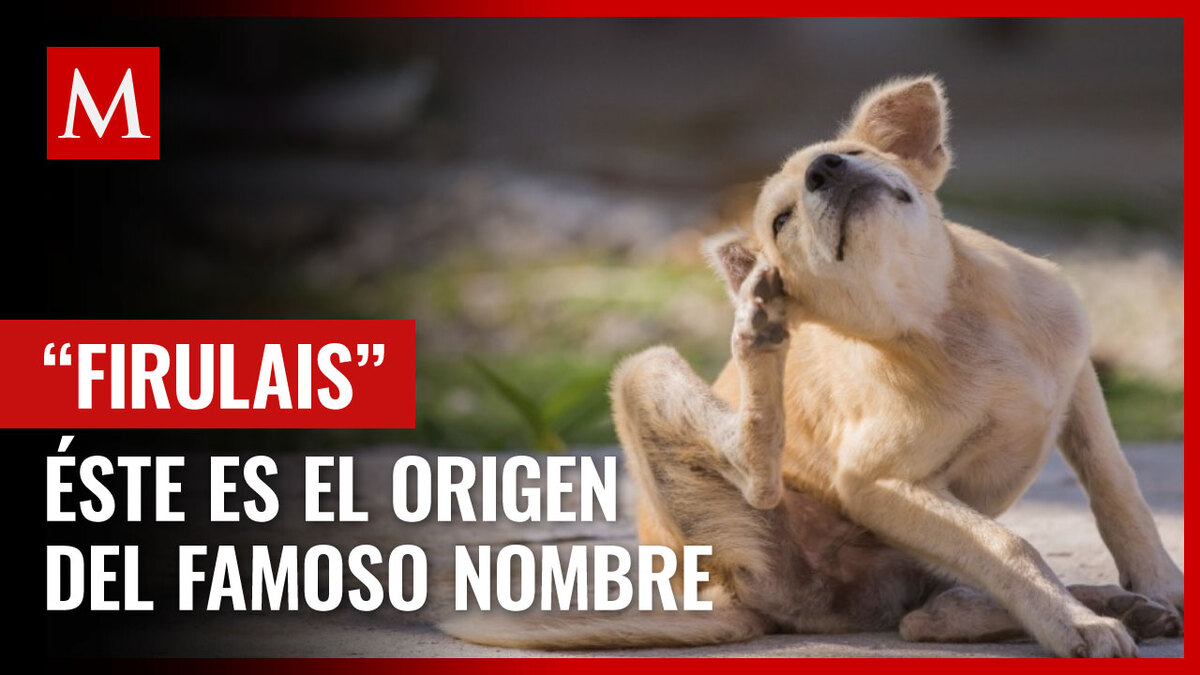 Firulais, por qué le llaman así a los perritos: origen palabra