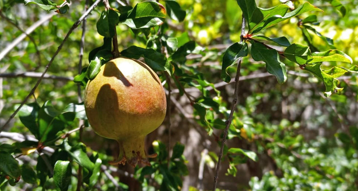 Granada roja de Tehuacán