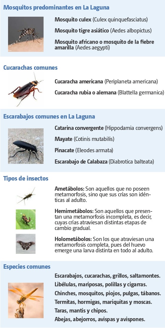 La gran mayoría cuenta con tres pares de patas y dos antenas.