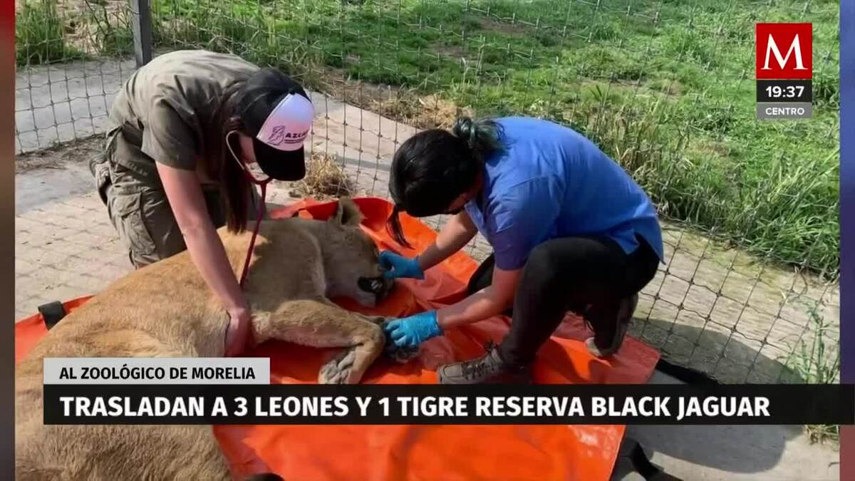 Trasladan a 4 felinos de Black Jaguar al Zoológico de Morelia