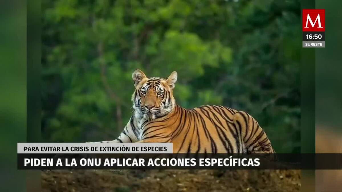 Investigadores piden a la ONU tome acciones ante la extinción de especies