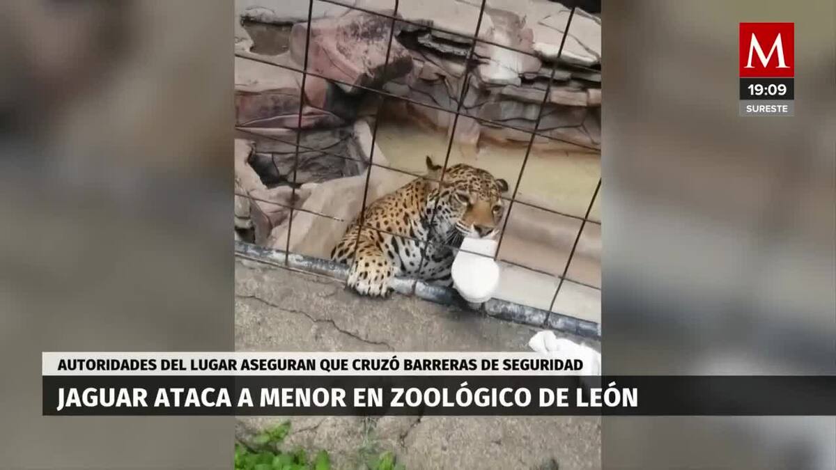 Jaguar ataca a menor en zoológico de León