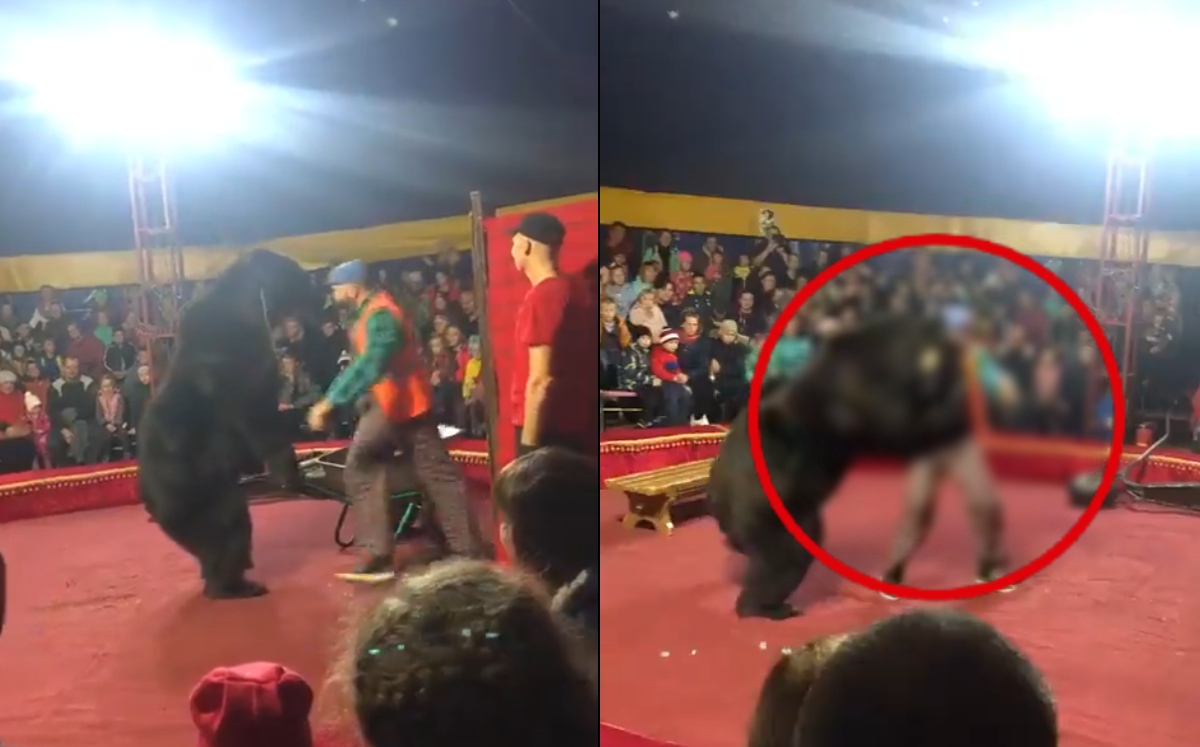Oso ataca a su domador en función de circo