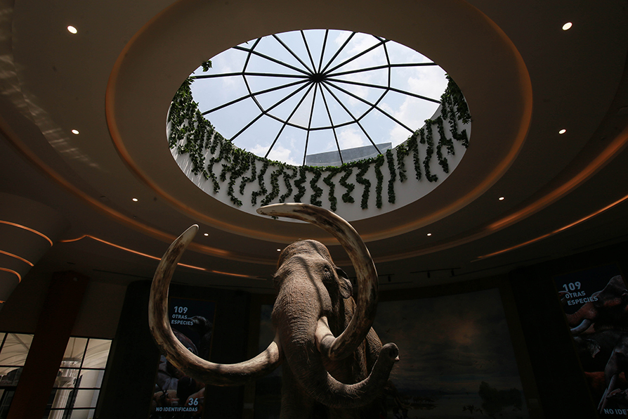 Como la estrella prehistórica de esta exposición, la gente puede apreciar los esqueletos de mamut más completos del continente. |Octavio Hoyos