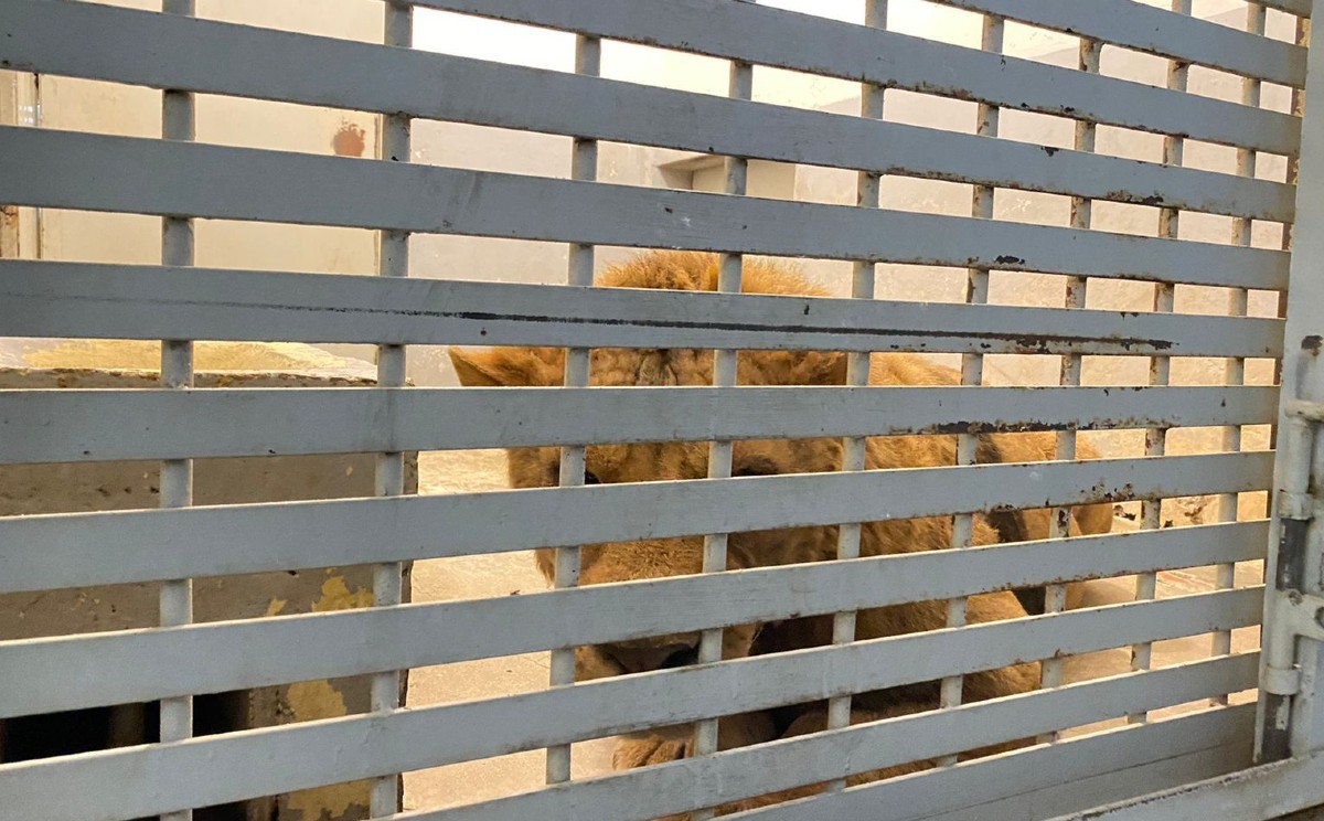 felinos rescatados