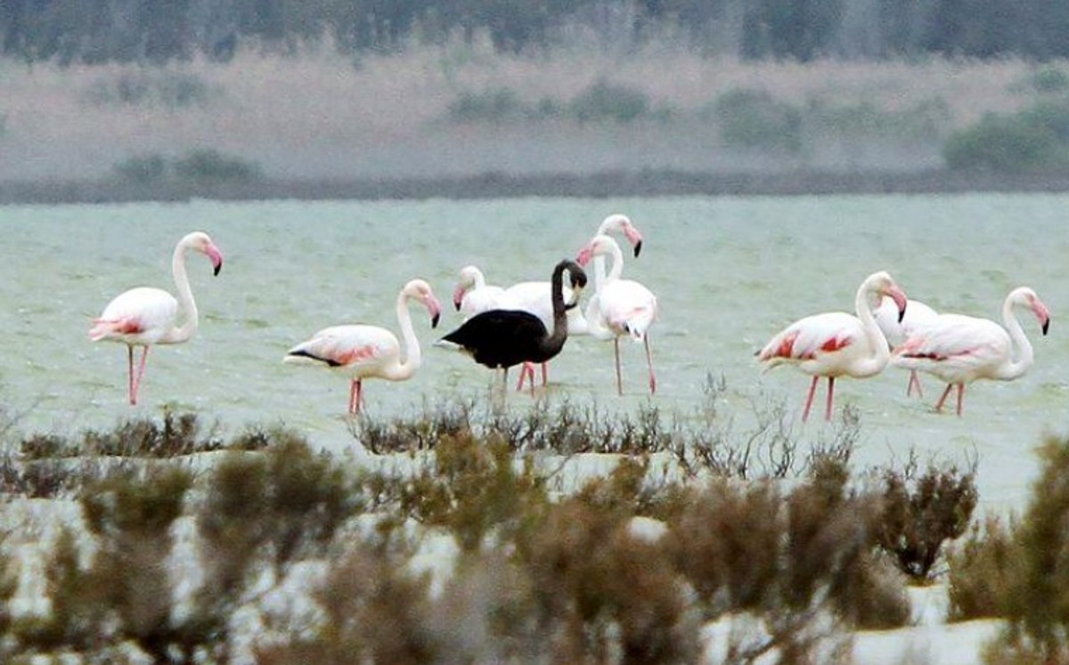 Raro flamenco negro reaparece en Chipre