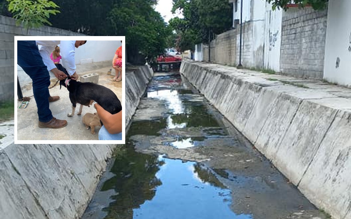 Rescate de perros de canal en Tampico; llevaban días atrapados. (Dirección de Protección Animal)