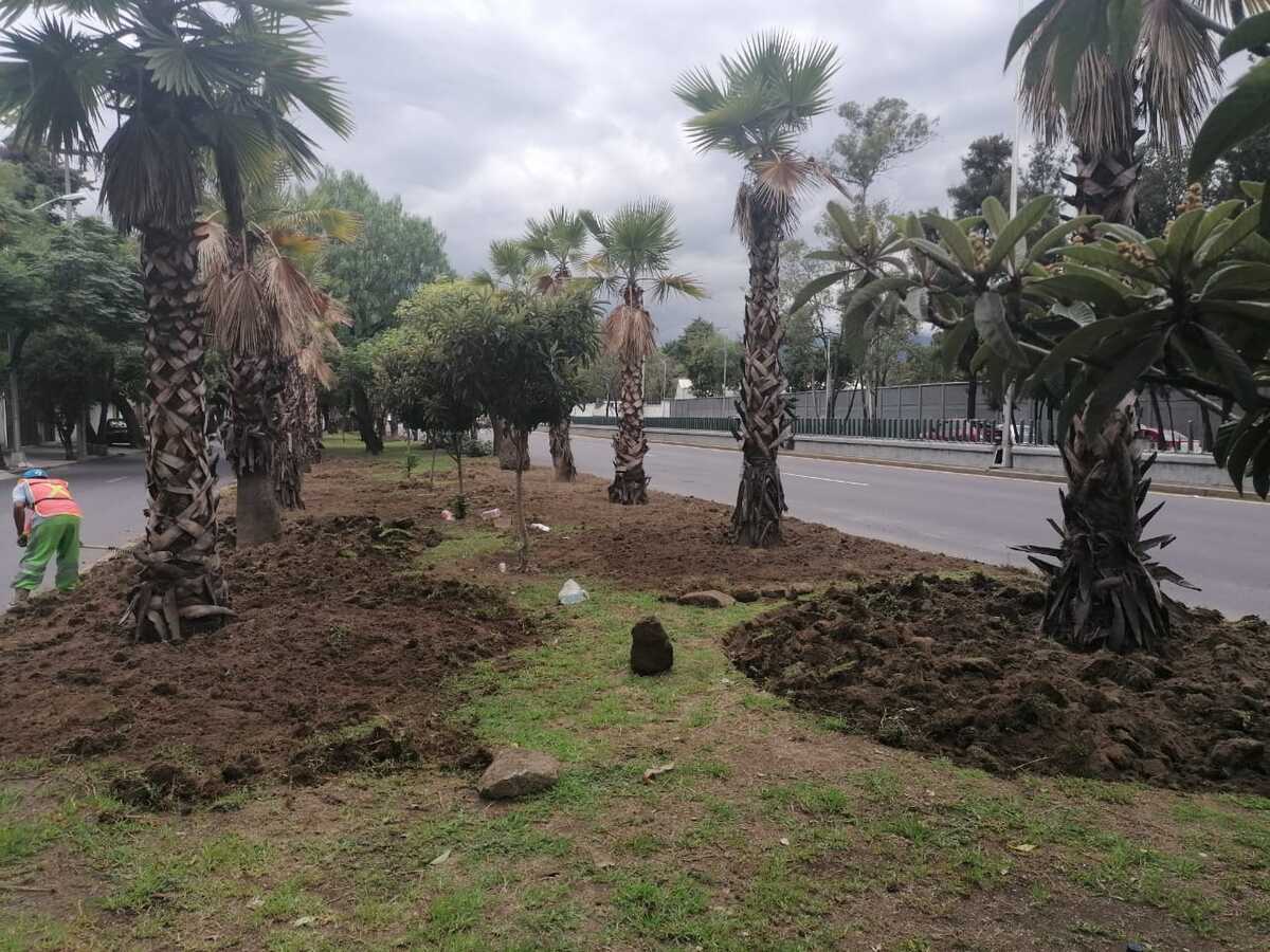 La Sedema instruyó el derribo de las palmeras muertas | Especial